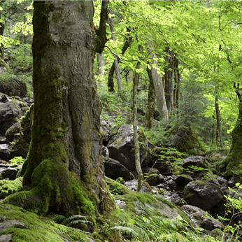 Biodiversität für Unternehmen – Nature Walk & Talk