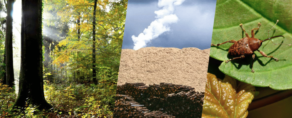 Wälder – Wirtschaft – Biodiversität: Ein Praxisleitfaden für Unternehmen
