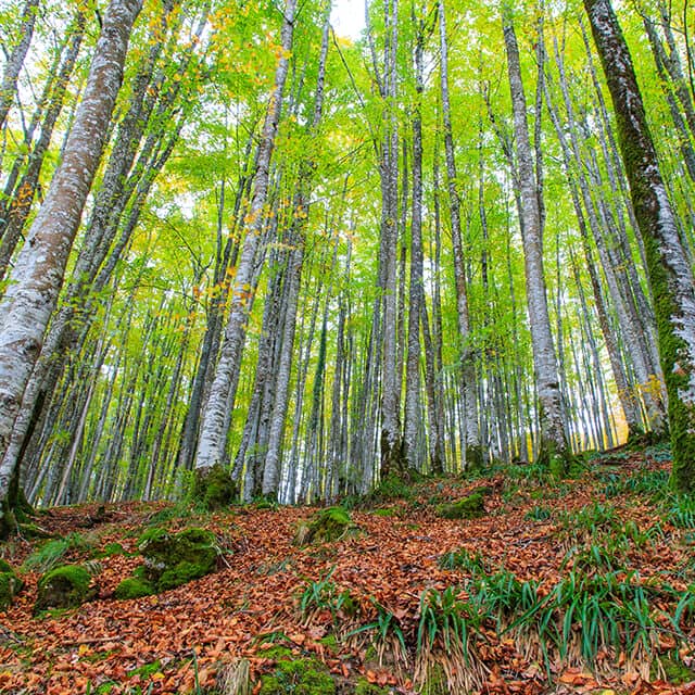 Laubwald mit schlanken Buchenstämmen und herbstlichem Bodenbewuchs – Symbol für naturnahe Waldwirtschaft und nachhaltigen Waldschutz.