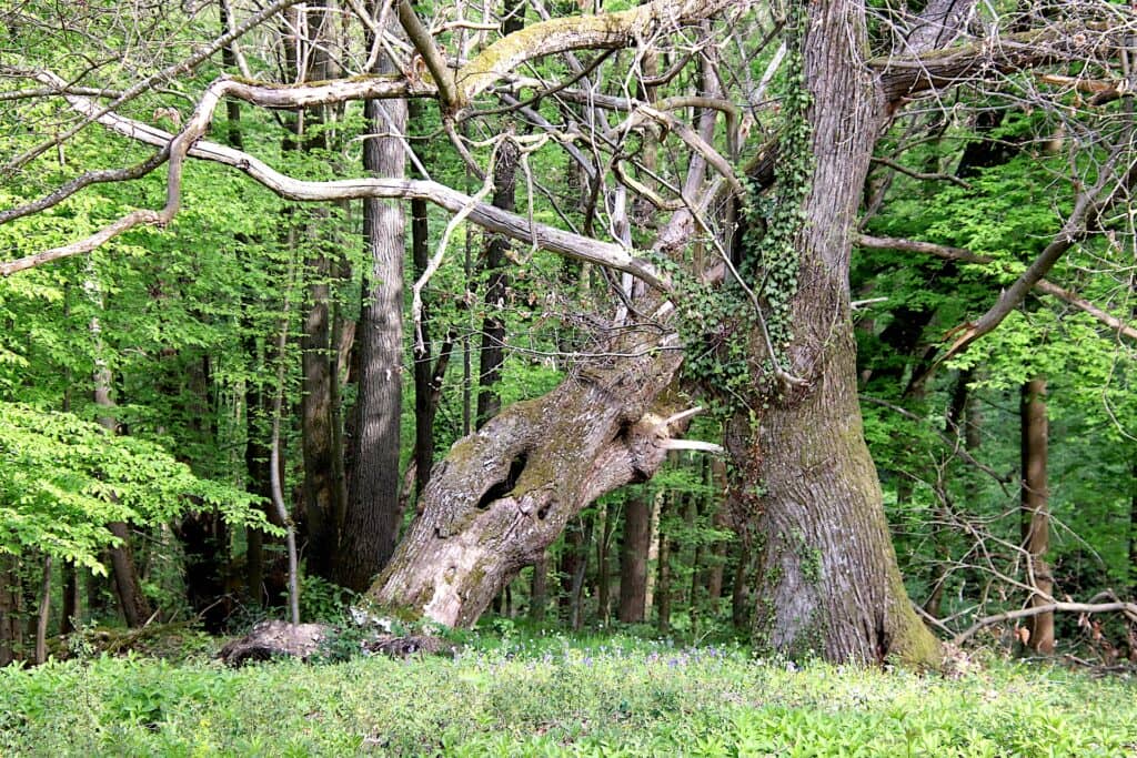 Was ist Biodiversität? Wie funktioniert ein Naturwald?