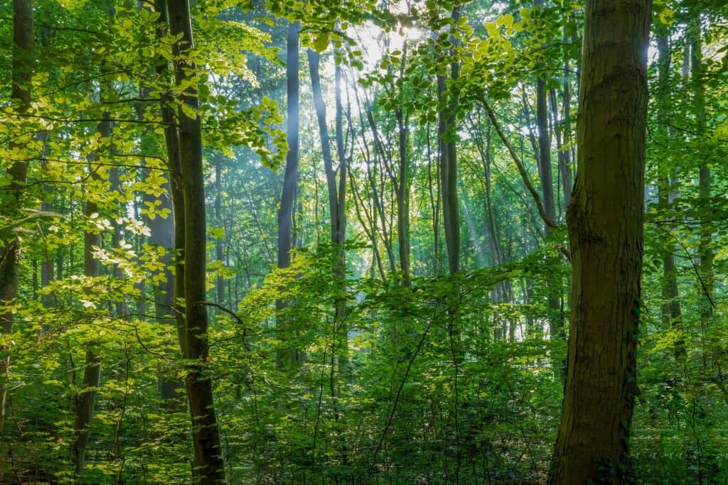 Biodiversität für Waldbesitzende