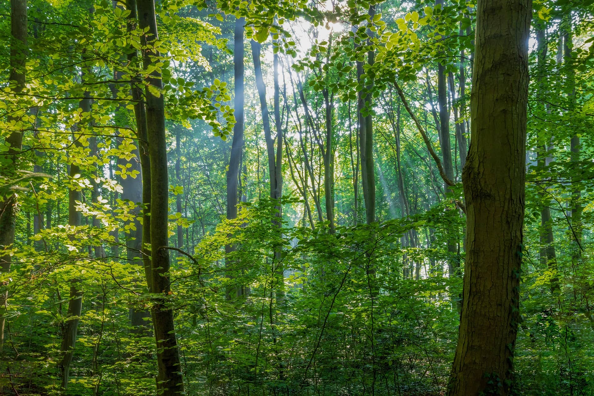 Lichter Laubwald mit dichter Vegetation – Symbol für naturnahe Waldbewirtschaftung, Artenvielfalt und den Beitrag von Waldbesitzenden zur Förderung der Biodiversität