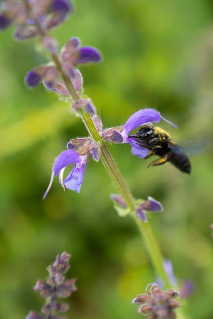 Biodiversitäts-Check für Unternehmen