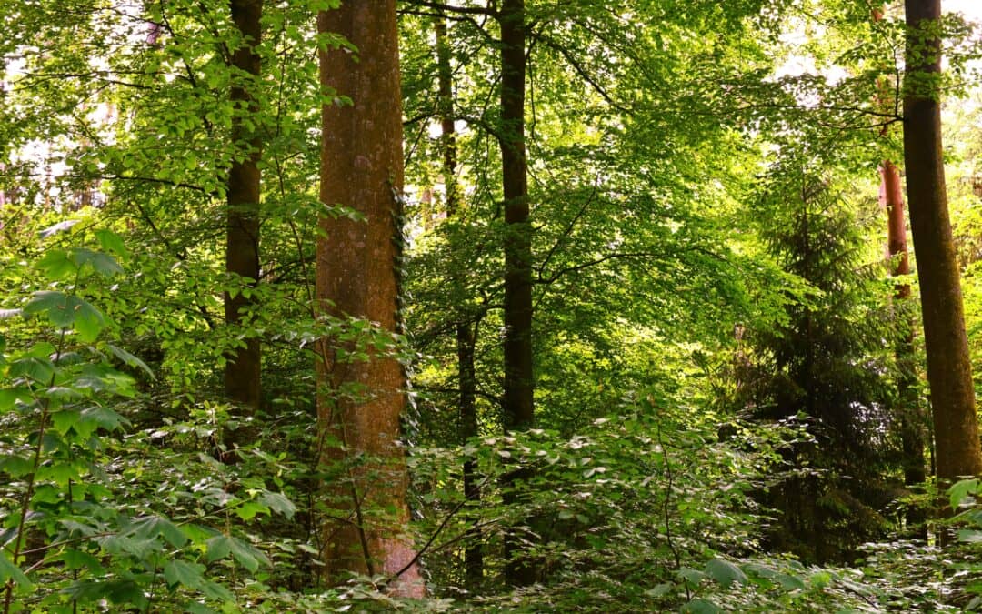 Dauermischwälder – zukunftsweisendes Waldkonzept im Klimawandel