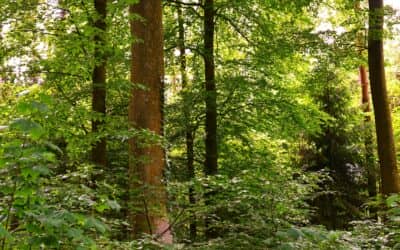 Dauermischwälder – zukunftsweisendes Waldkonzept im Klimawandel