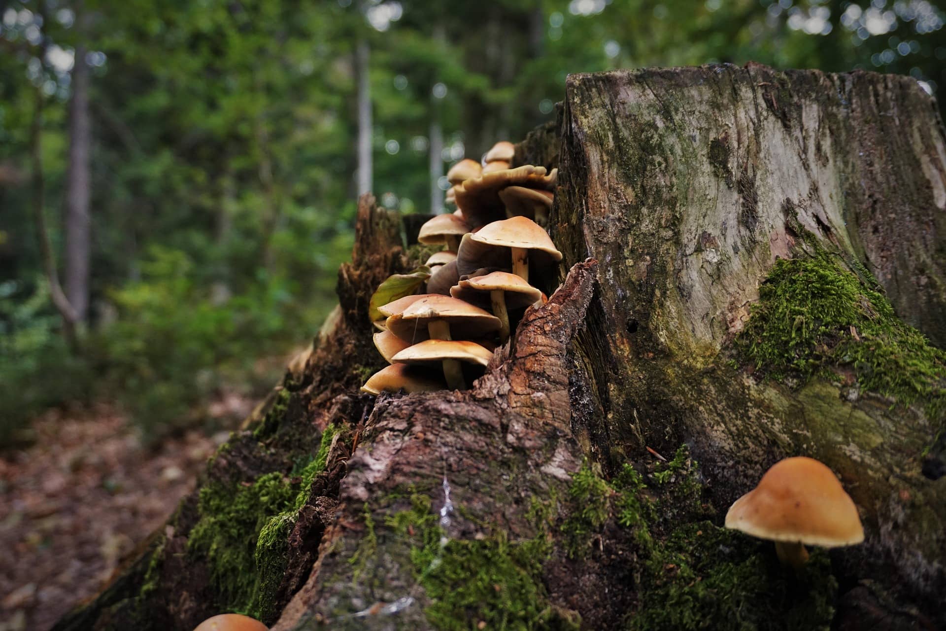 Verantwortung übernehmen Wald Schützen Pilze wachsen auf bemoostem Totholzstamm im Wald – Sinnbild für ökologisches Gleichgewicht, Biodiversität und die Verantwortung zum Schutz natürlicher Lebensräume