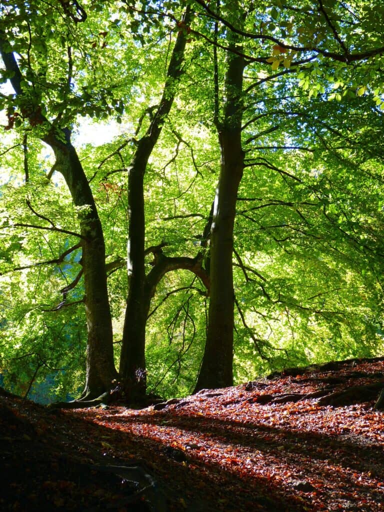 Verantwortung übernehmen. Wald schützen.