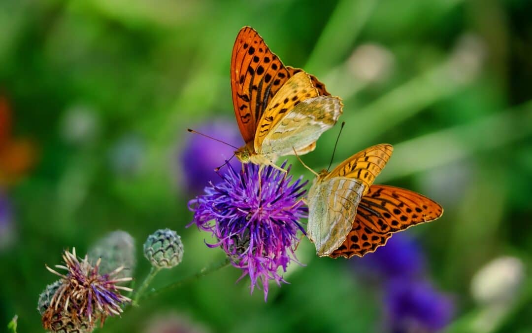 Relevanz von Biodiversität für Unternehmen unterschiedlicher Branchen