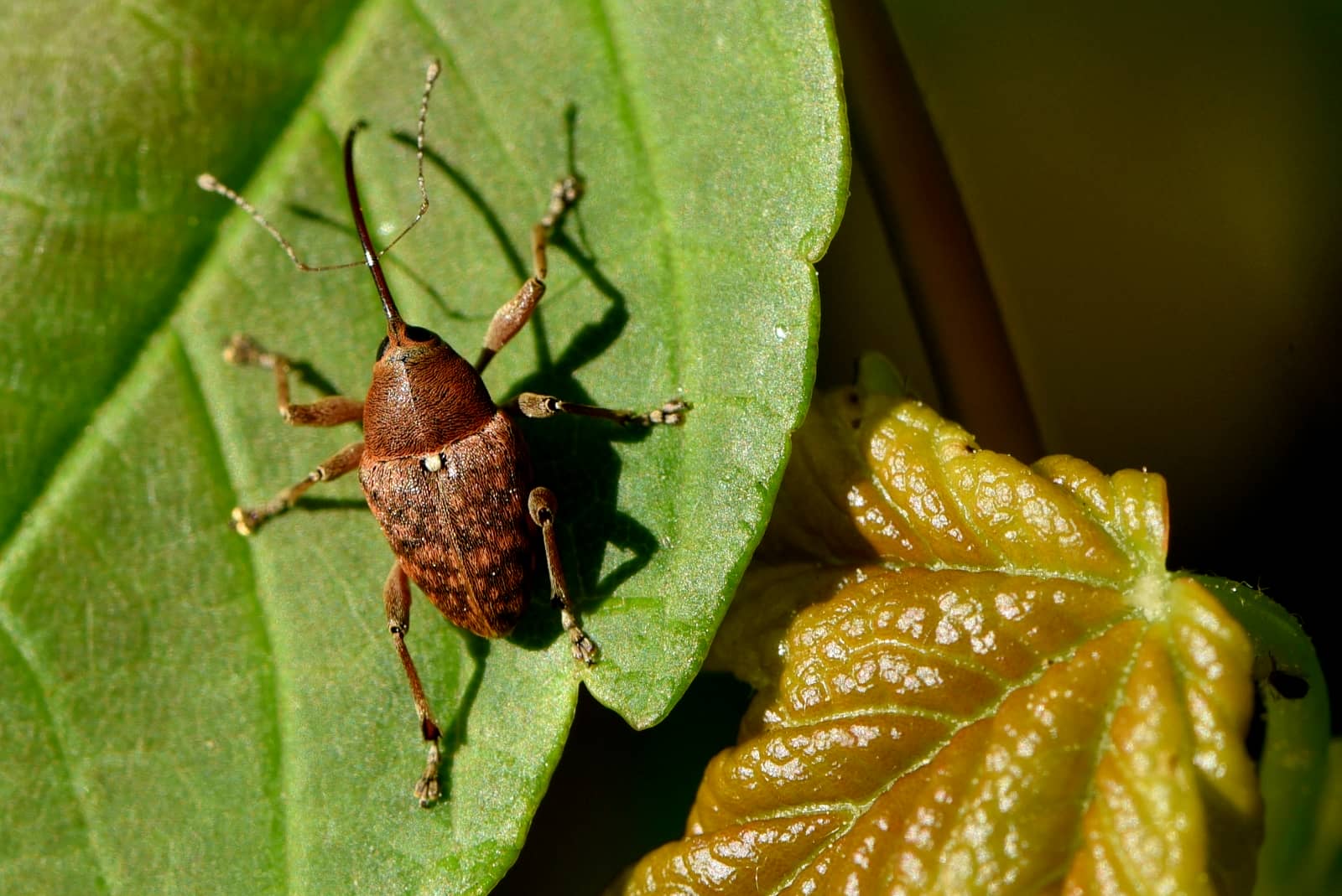 Käfer auf einem Blatt