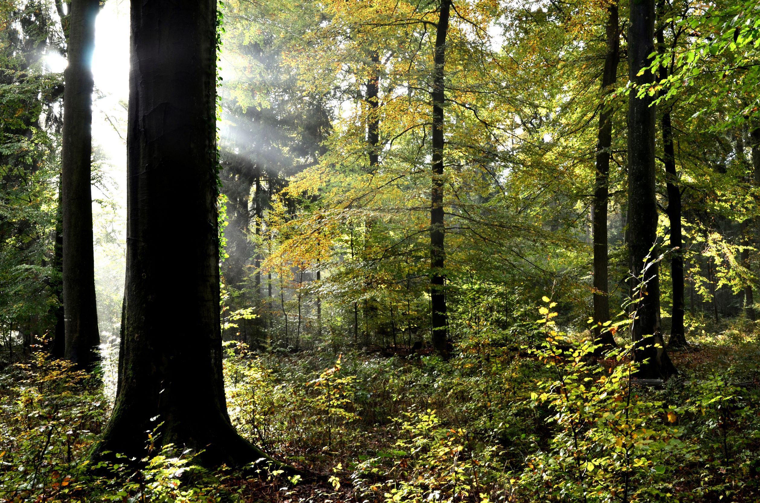 Wald mit Lichteinfall von Links