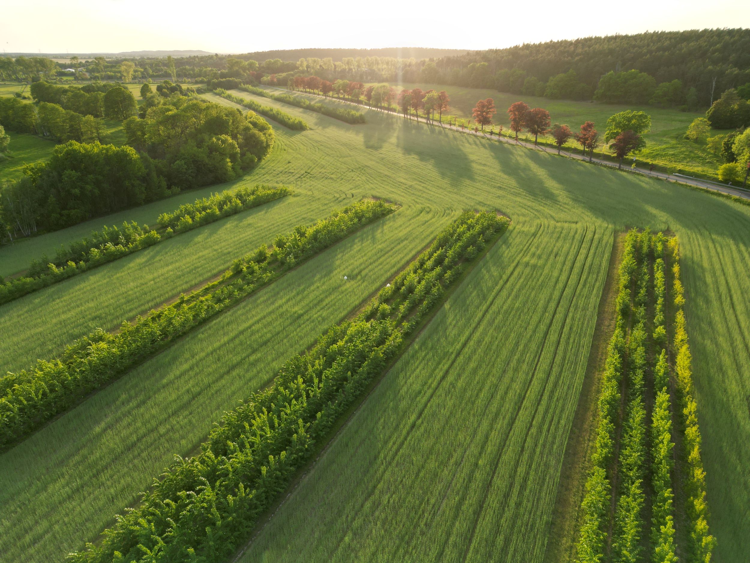 Agrarlandschaft_(c)Rentenbank Agrarlandschaft mit Hecken und Bäumen